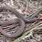 Image result for Mountain Earth Snake