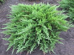 Image result for Juniperus sabina Tamariscifolia