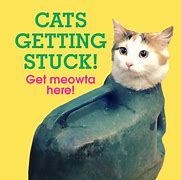 Image result for Cat Stuck with Porcupine Quills