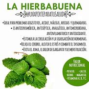 Image result for Hierbabuena Para Que Sirve