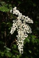 Image result for Holodiscus discolor