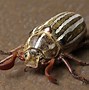 Image result for "june-beetle"