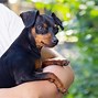 Image result for Small Size Dog Breeds