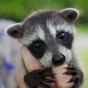 Image result for Super Cute Baby Animals