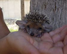 Image result for Pet Baby Hedgehog