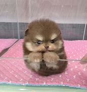 Image result for Adorable Baby Animal Memes