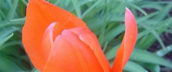 Image result for Tulipa Juan