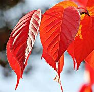 Image result for Small Tree with Red Leaves