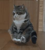Image result for Funny Bored Cat