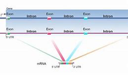 Image result for What Is an Intron