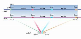 Image result for Intron