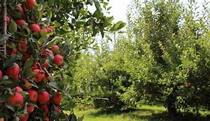 Image result for Midwest Apple Orchards