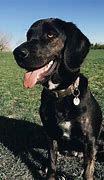 Image result for Lab Hound Mix