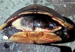 Image result for Rhinemys rufipes