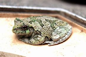 Image result for Michigan Gray Tree Frog