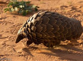 Image result for Pangolin From Rio