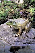 Image result for Bull Frog Aerial View