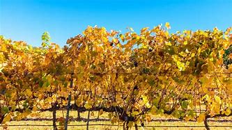 Image result for Diseases of Grape Vines