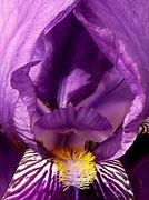 Image result for iPhone 14 Deep Purple