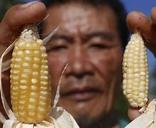 Image result for GMO Corn Seed