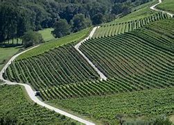 Image result for Cave Saumer Coteaux Saumer