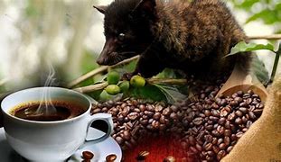 Image result for Coffee Animal