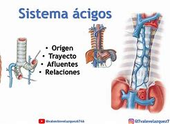 Image result for accdsoria