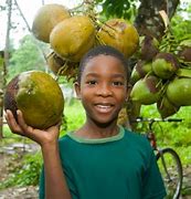 Image result for Jamaican Fruit Bat