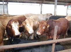 Image result for Beef Cattle Finishing Rations