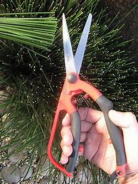 Image result for Big Scissors for Gardening