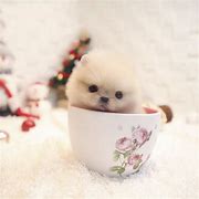 Image result for Teacup Pmmieranian