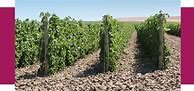 Image result for Reynvaan Family Syrah The Contender In the Rocks