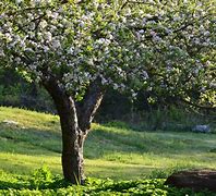 Image result for Apple Tree in Garden