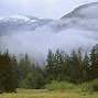 Image result for Rainy Forest Wallpaper Engine