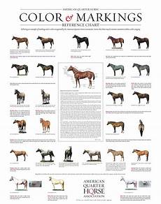 Aqha Quarter Horse Markings And Color Genetics Horse