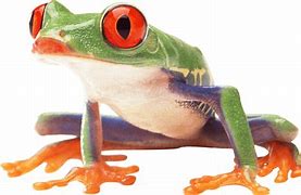 Image result for Sad Frog PNG