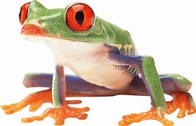 Image result for Colorful Frog Meme