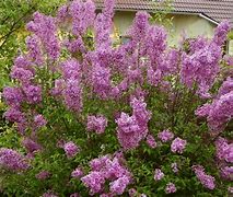 Image result for Syringa chinensis Saugeana