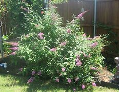 Image result for Butterfly Bush Information