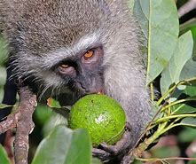 Image result for Monkey Head Fruit