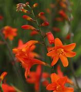 Image result for Crocosmia Lady Ann