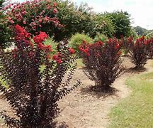 Image result for Lagerstroemia indica Crimson Red