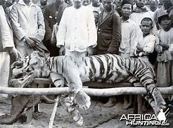 Image result for Man Eater Tiger