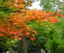 Image result for Reds Swanville MN