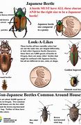 Image result for Difference Between June Beetle and Japanese Beetle