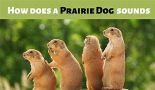 Image result for Prairie Dog Lip-Sync