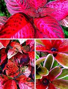 Image result for Ground Cover Red Leafy Plants