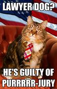 Image result for Lawyer Cat Meme