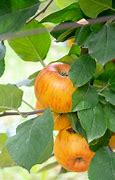 Image result for Wisconsin Sweet Yellow Apple Trees