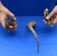 Image result for Armadillo Legs